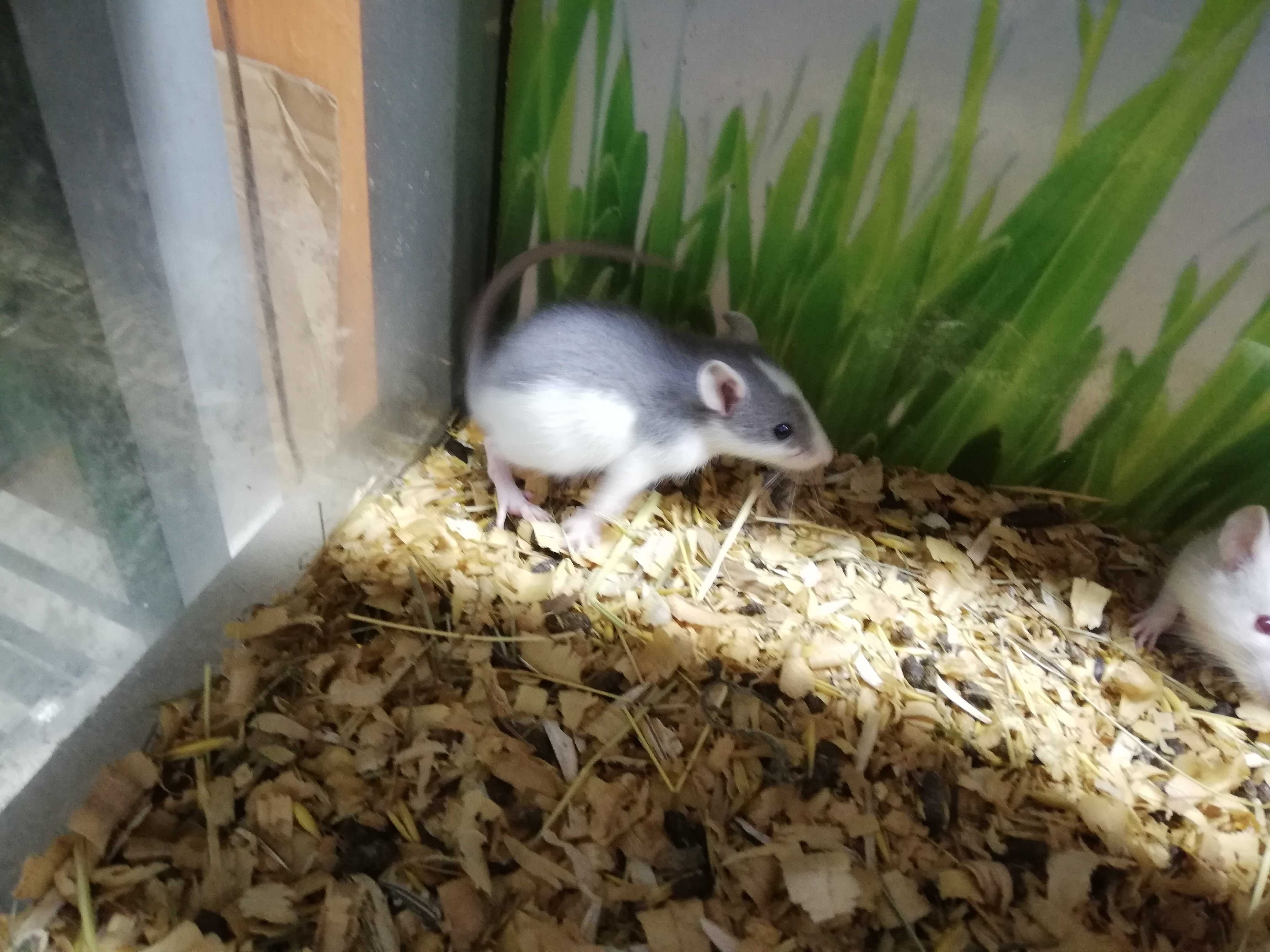 Szczur Dumbo - młodziutkie szczurki