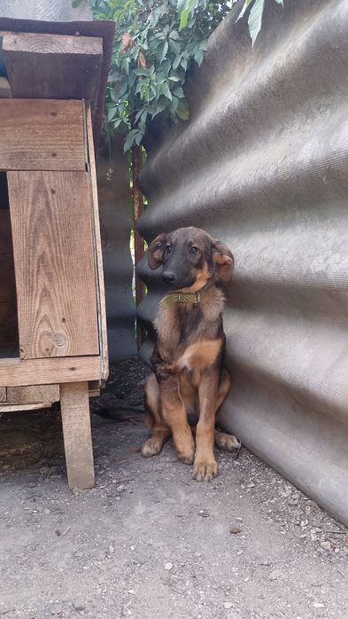 Особливе цуценя після ДТП