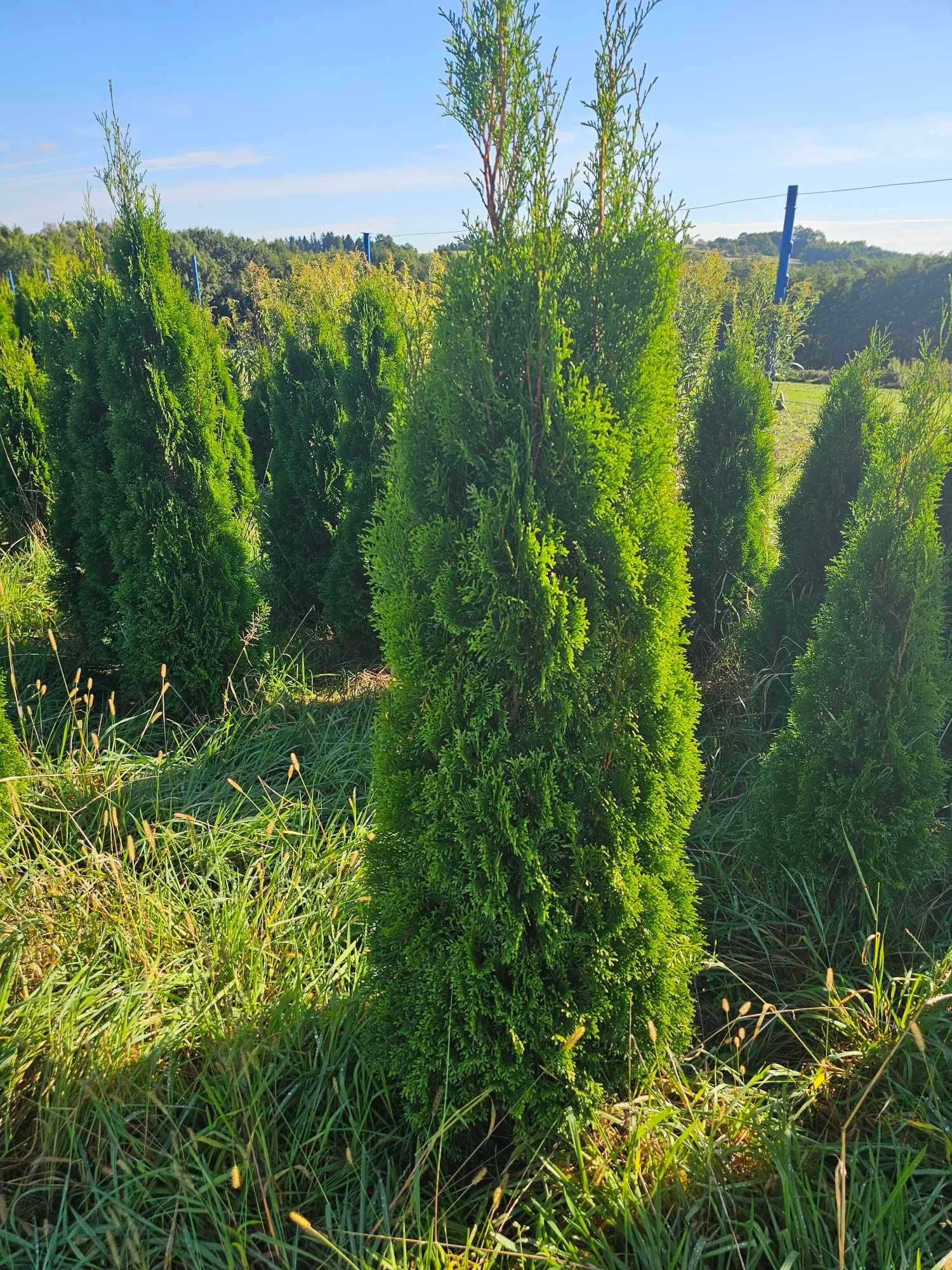 Thuje thuja szmaradt tuja tuje 160-190 cm