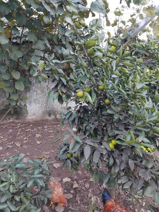 Lima 100 % Biológica