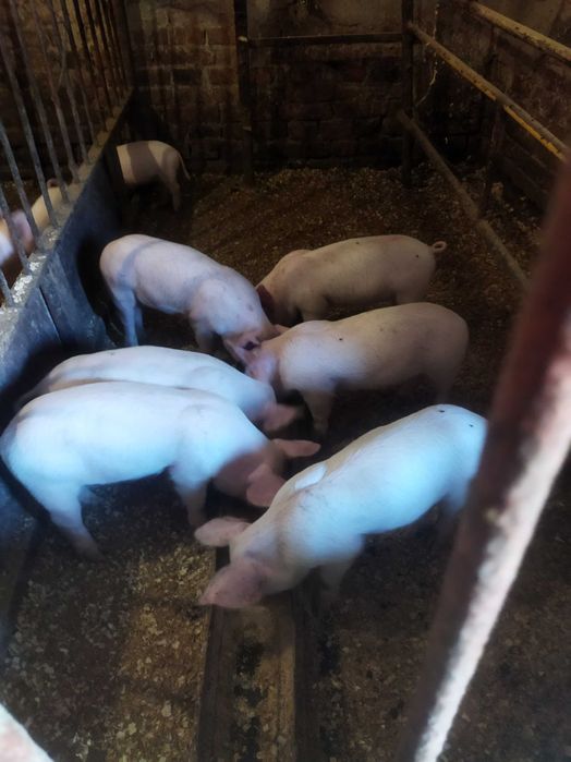 Продаються поросята