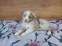 Owczarek Australijski red merle Suczka