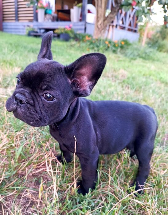Щенки французкого бульдога