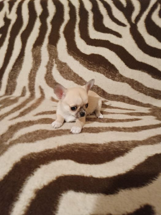 Malutka dziewczynka chihuahua