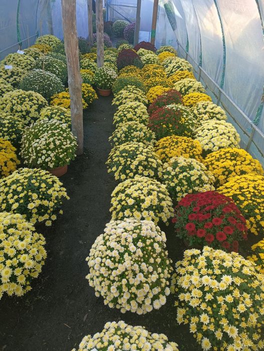 Chryzantemy drobnokwiatowe