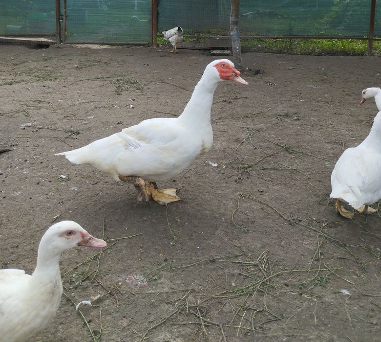 Індокачки ( шипуни)