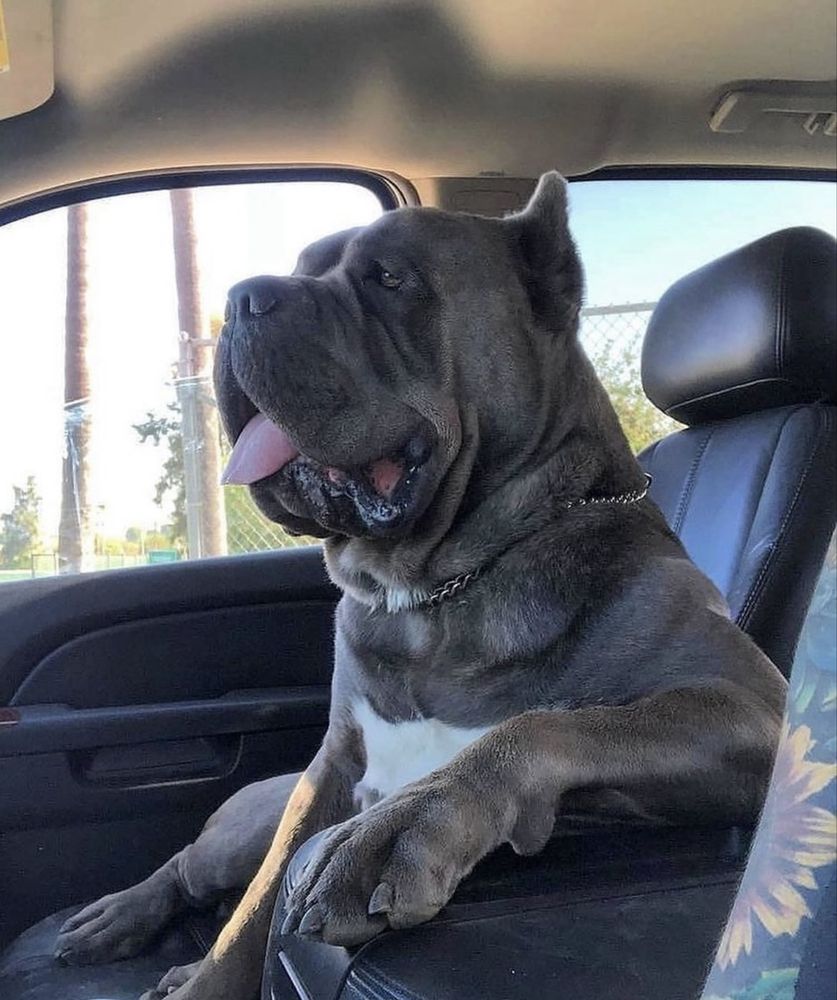 Чорний хлопчик Бумер-Cane corso