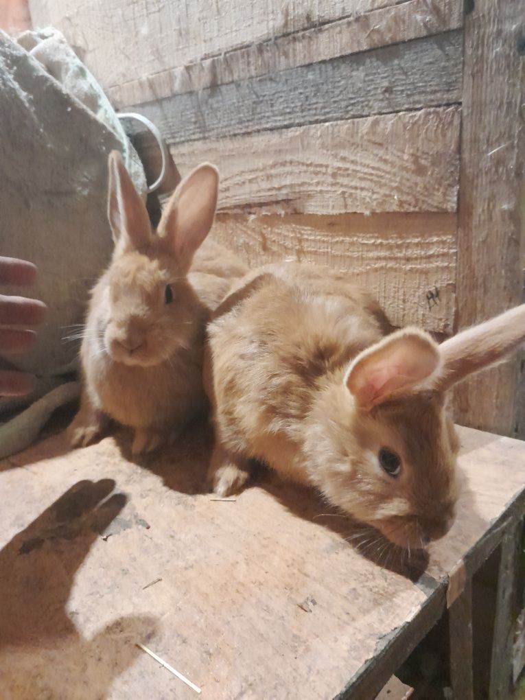Продам кролів , бургундія