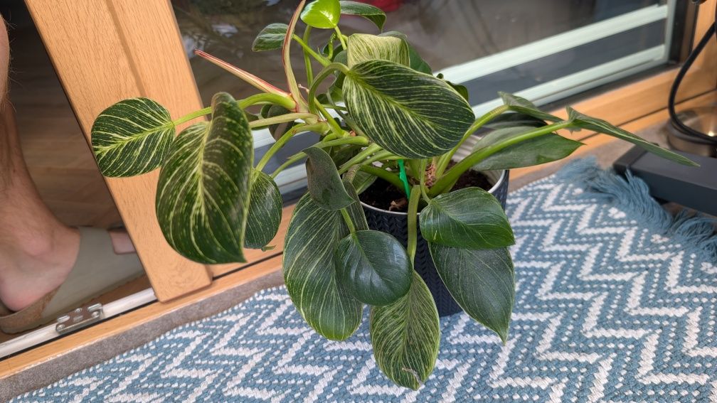 Filodendron birkin
