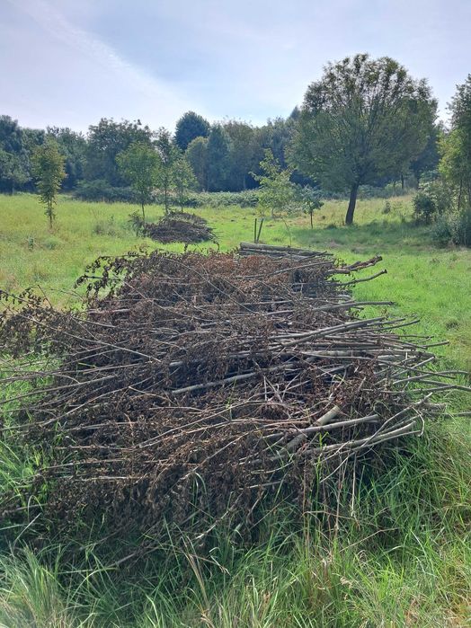 Oddam za darmo gałęzie