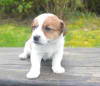 Jack Russell Terrier- gładki piesek FCI