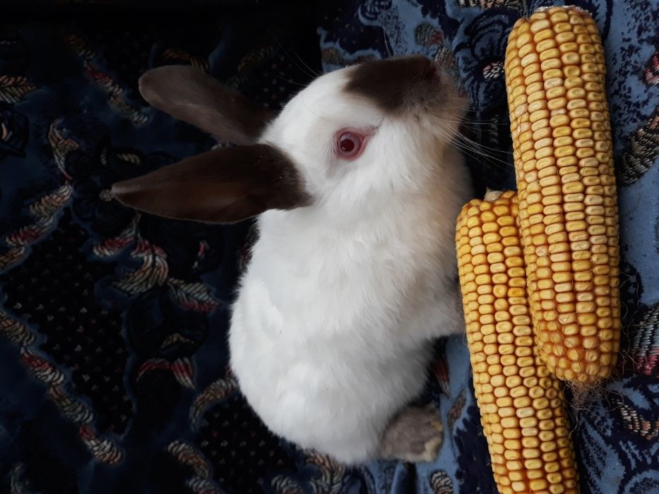 Продам кролики. . Каліфорнія.