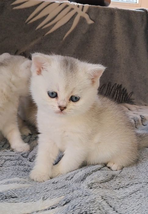 Чистокровні сріблясті шиншили