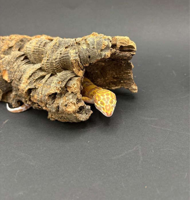 Gekon Lamparci (Eublepharis Macularius)