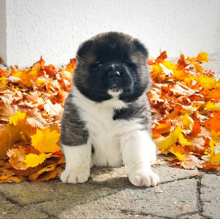 Akita amerykańska ZKwP