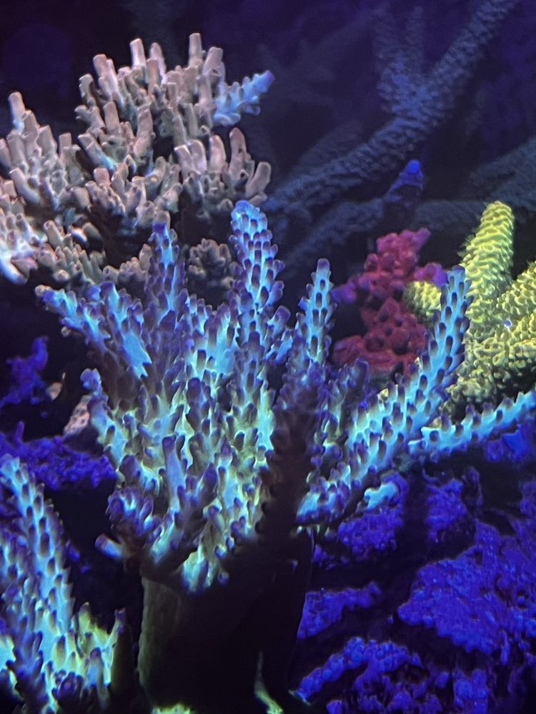 Koralowiec morski Acropora sp.