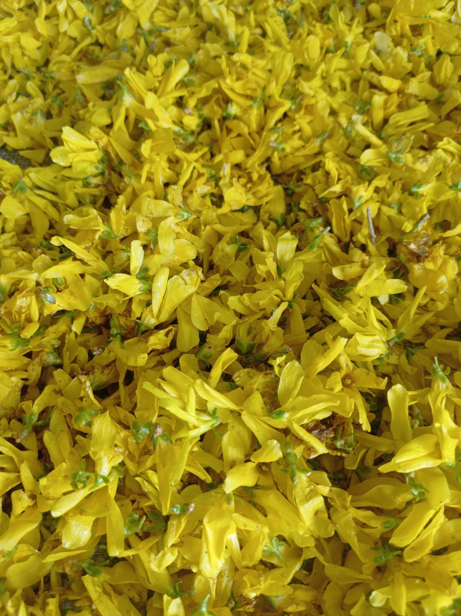 Syrop z kwiatów forsycji z cytryną / syrop bez cukru