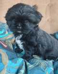 Suczka shihtzu wegielek