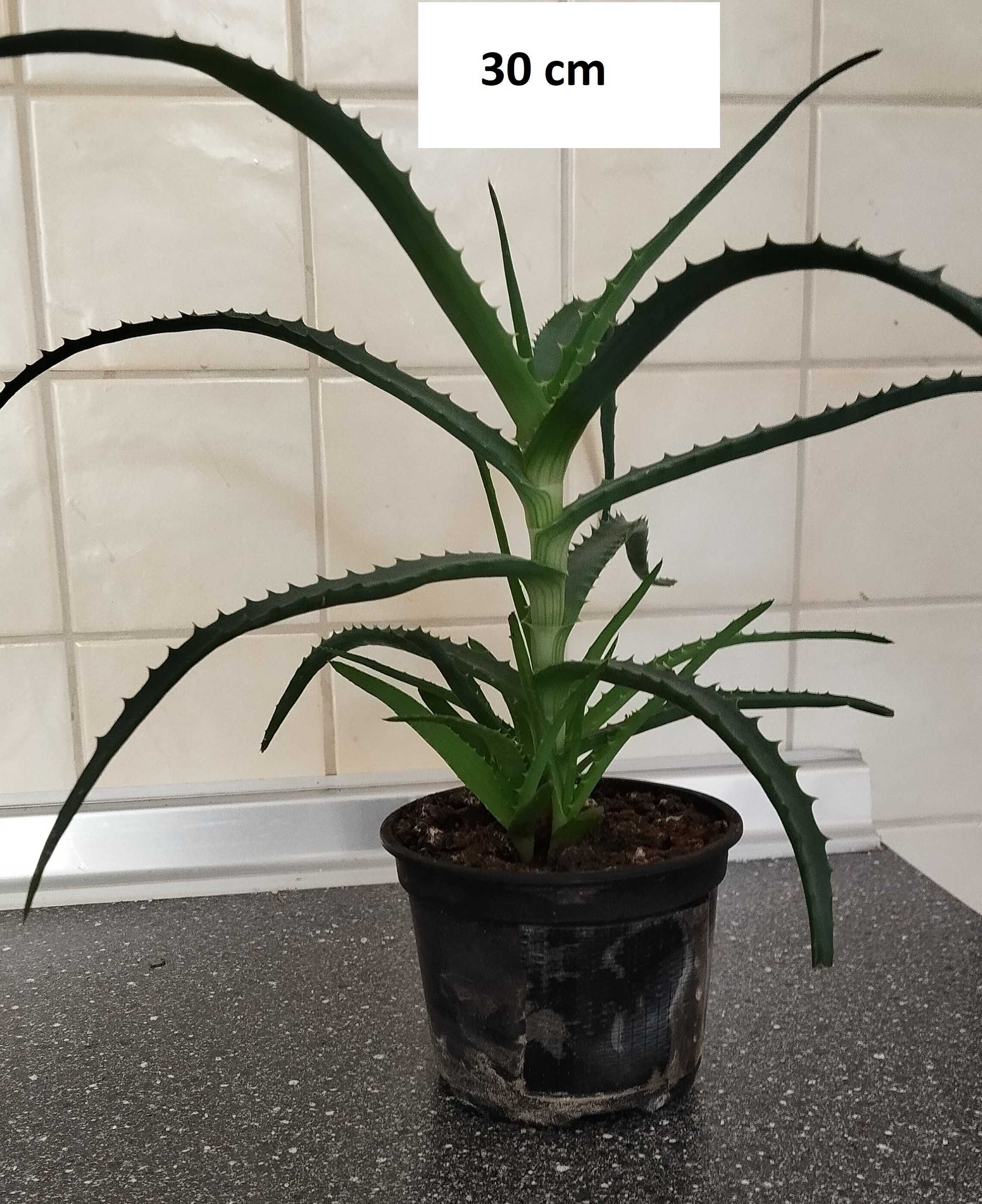 Aloes drzewiasty - 25-35 cm