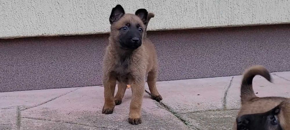 Owczarek Belgijski Malinois szczeniak piesek