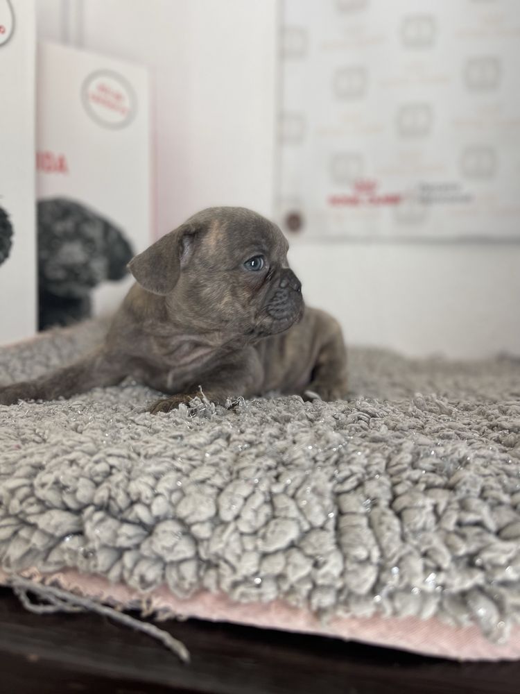 Bulldog  frances blue brindle
