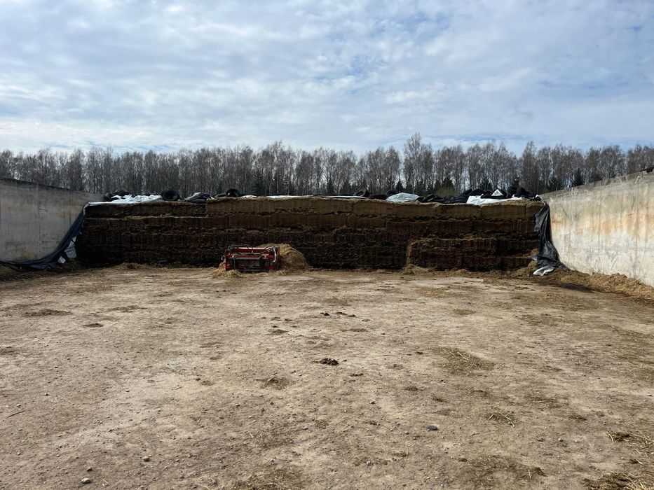 Lucerna I koniczyna sianokiszonka z pryzmy 1000Ton  . Transport 24t