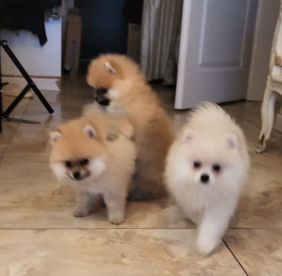 Pomeranian szpic miniaturowy pies xs misiu słodziaczek