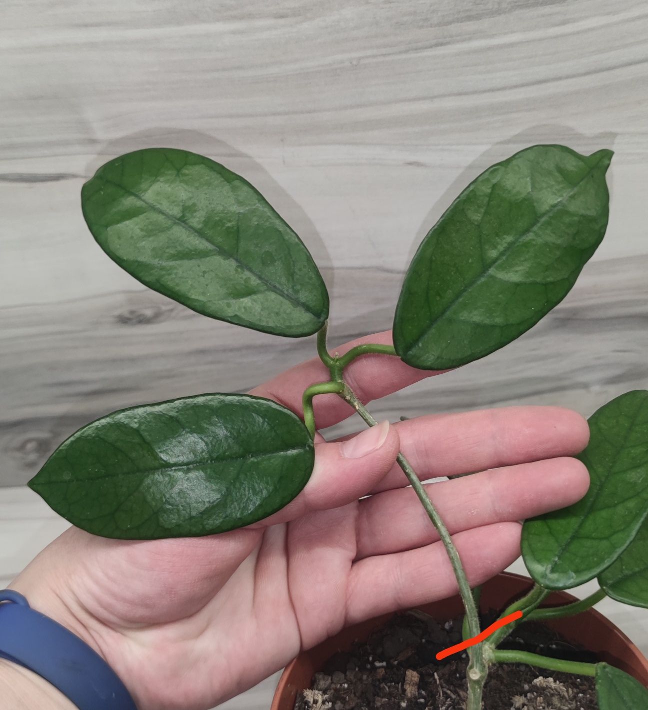 Хойя Hoya, Dischidia, Walliniana var. та ін.