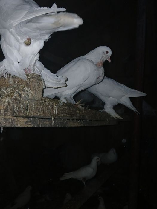 Gołąbki cukrówki i garłacze