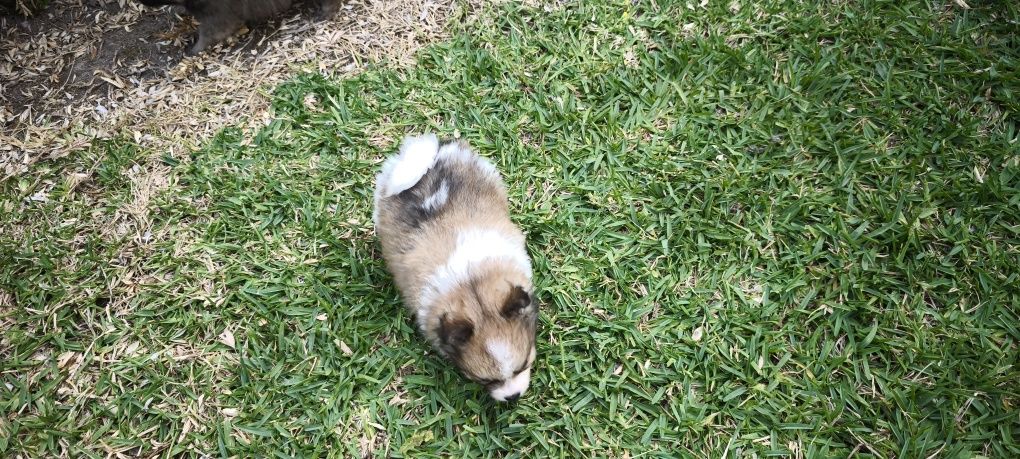 Spitz alemão anão Lulu da Pomerânia criado em ambiente familiar