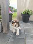 Szczeniak Beagle