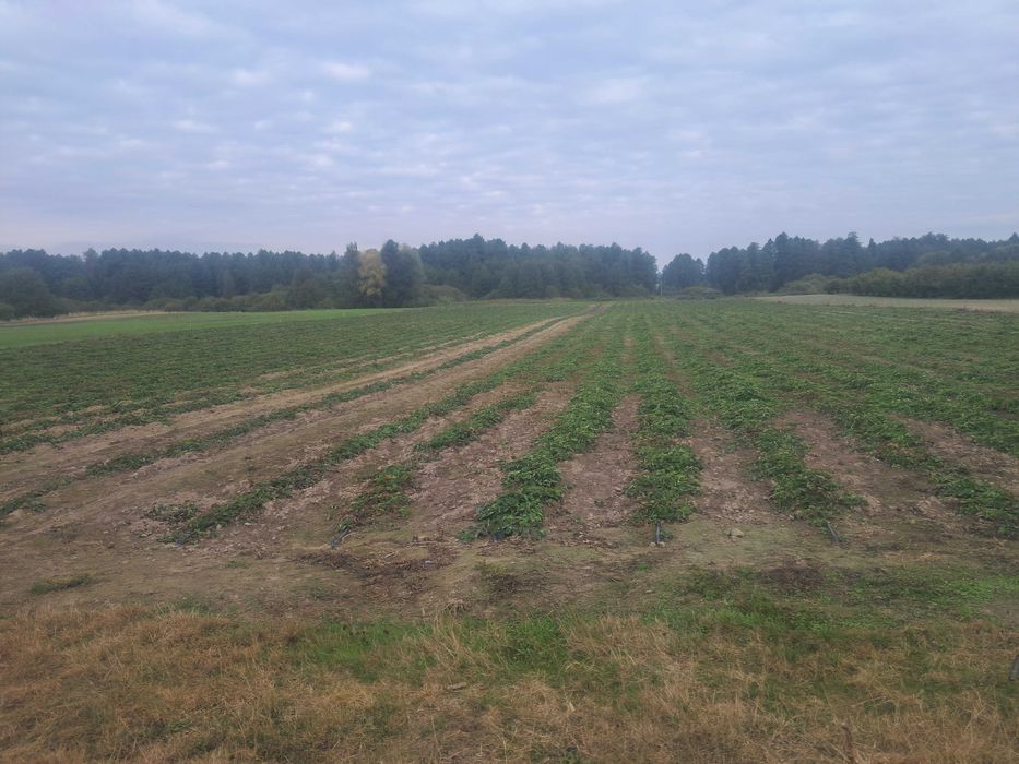 Honeoye sadzonki truskawek