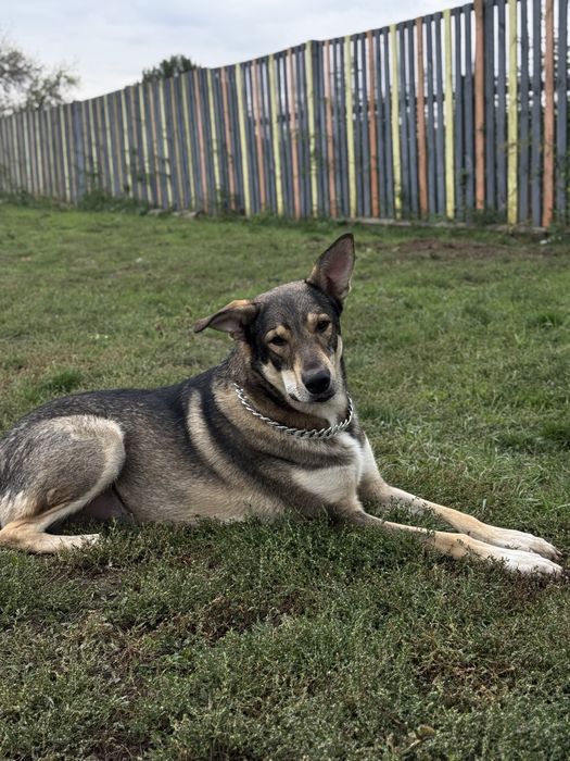 Велика собака з притулку