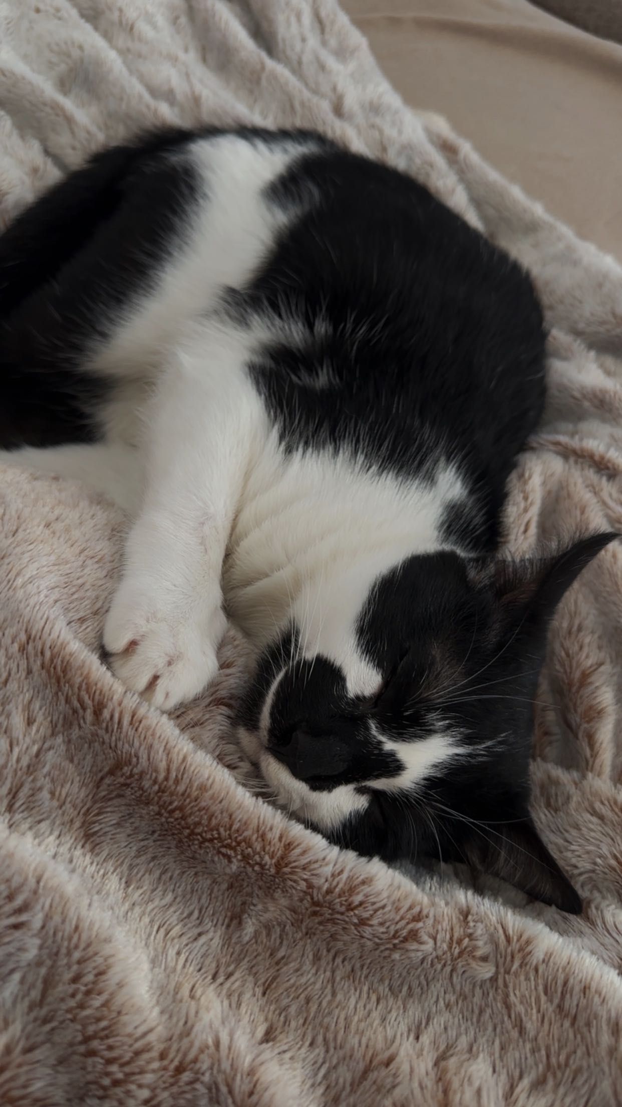 Gatinho para adoção