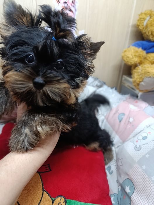 Йорк міні хлопчик 3 місяці