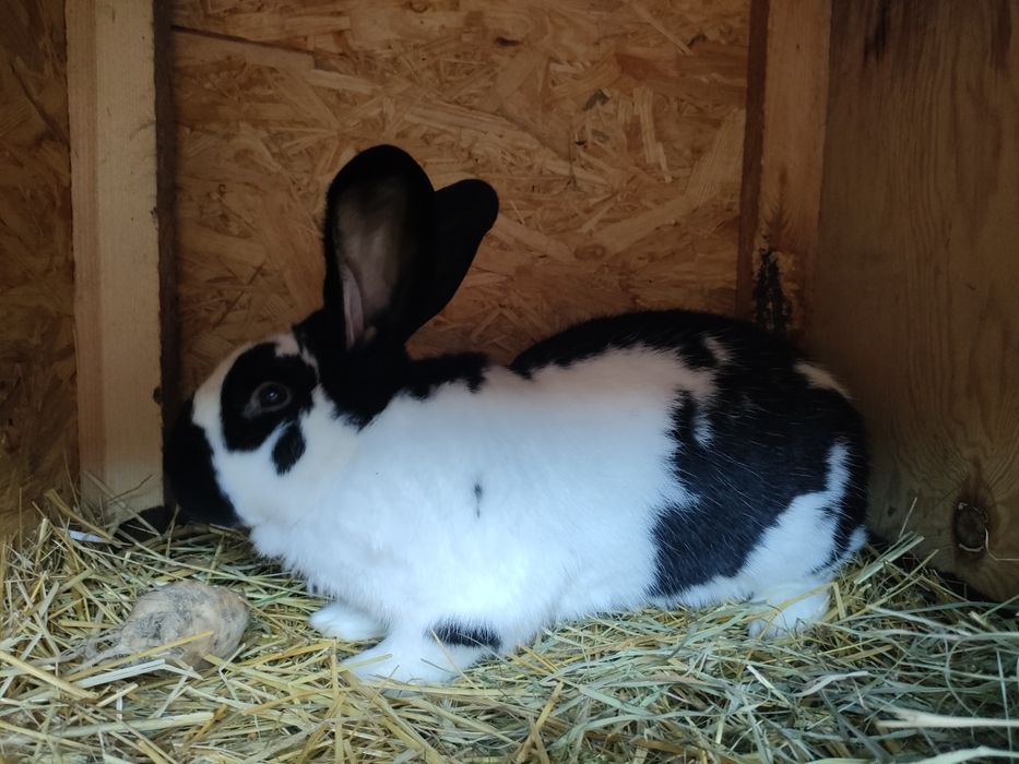 Króliki samiec srokacz niemiecki samica