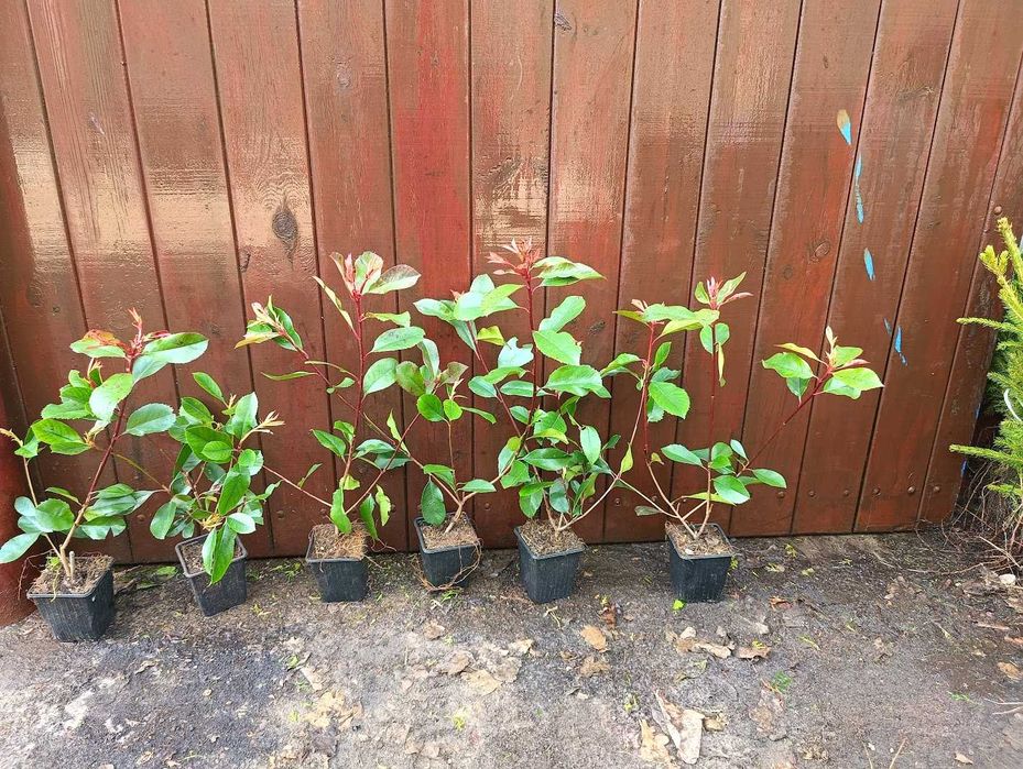 Głogownik 30 cm 40 cm red robin