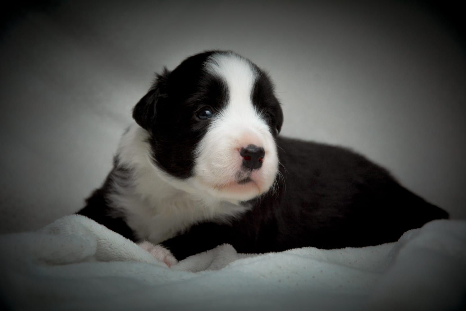 Piękny PIESEK border collie z metryką ZWIĄZKU Kynologicznego w Polsce.
