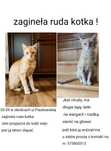Zagineła ruda kotka