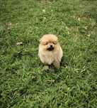 Szczeniak Szpic Miniaturowy pomeranian samiec