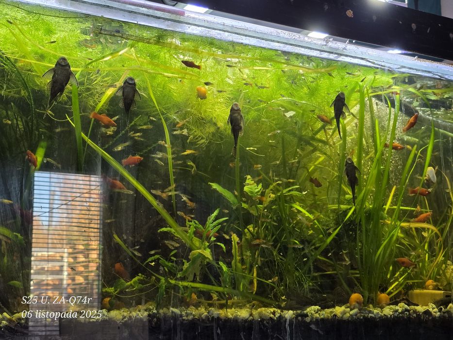 Zestaw akwarystyczny 150 x 50 x 50