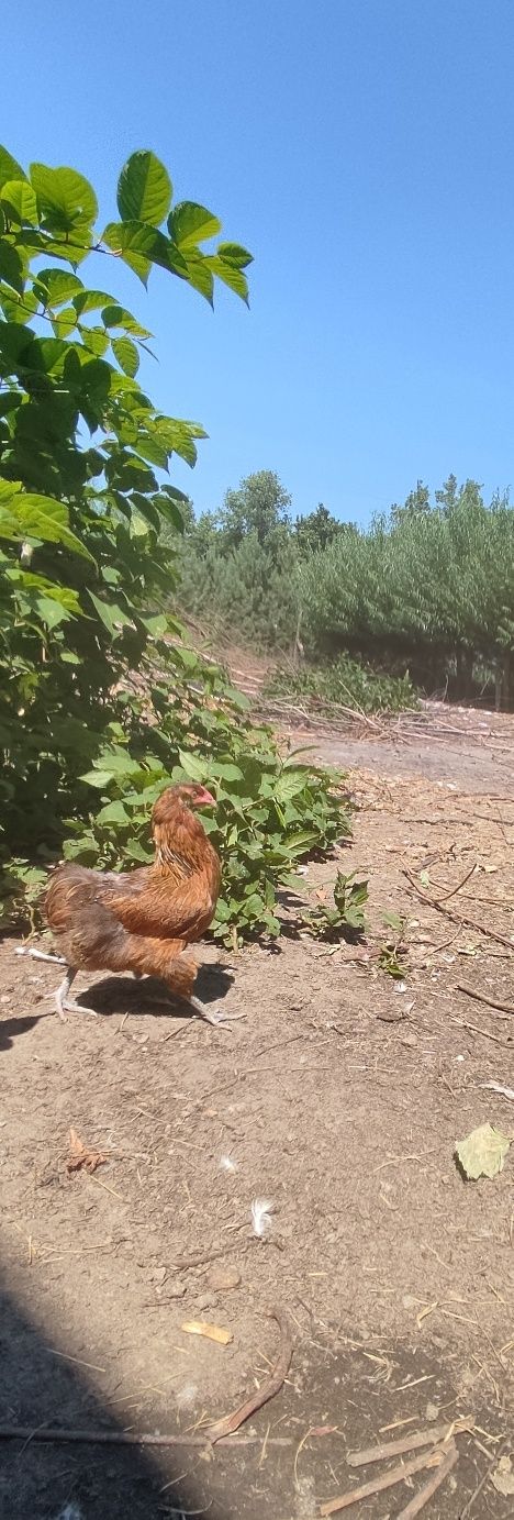 Sprzedam kury araucana