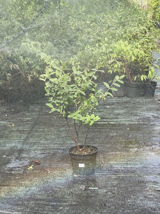 Жимолость саджанці 2-3 річні в горщиках!