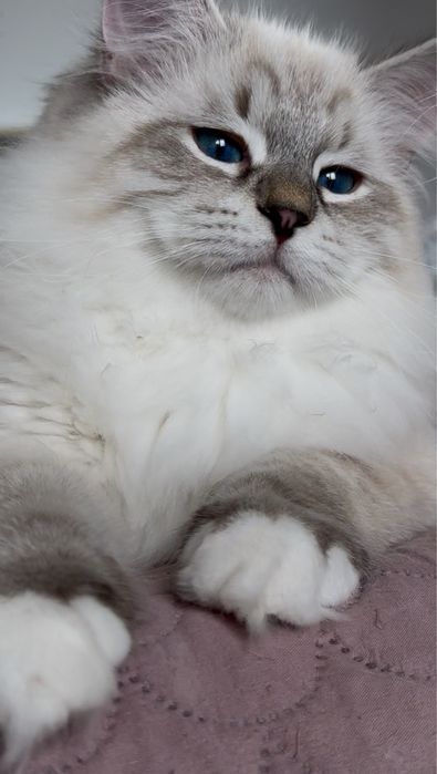 Koty Neva Masquerade i Syberyjskie