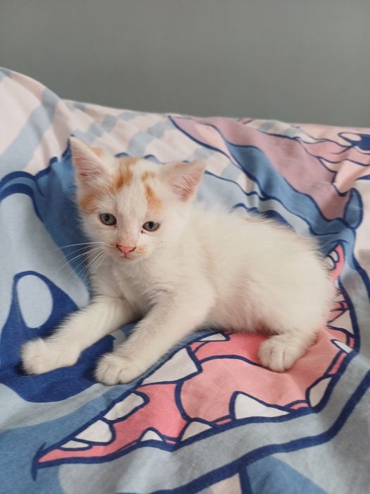 Oddam kotka w dobre ręce