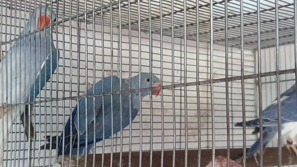 Ring necks para cedência.