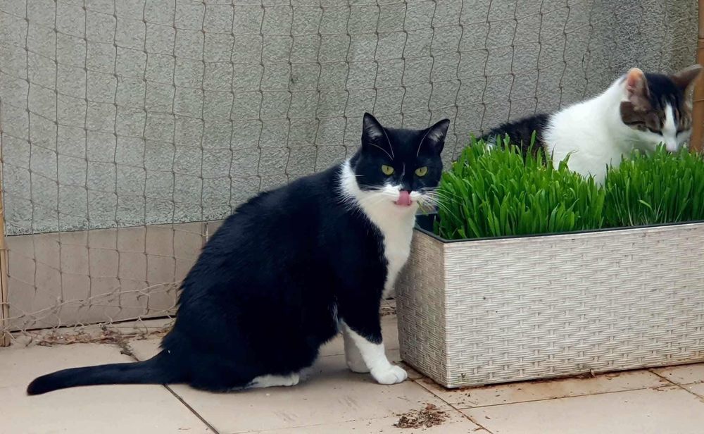 Wyjątkowa Lonka szuka domku