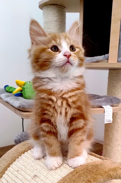 Miniaturowy domowy ryś. Kurylski Bobtail z pomponem. Rodowód FPL/FIFE