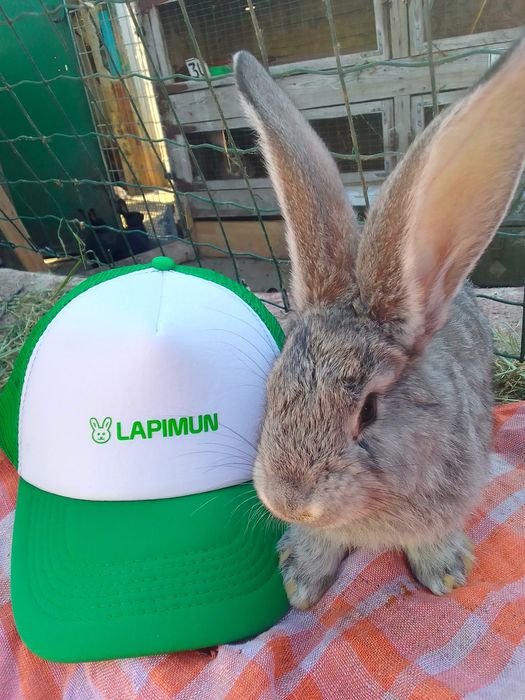 ...я Бельгійський Велетень місячний.