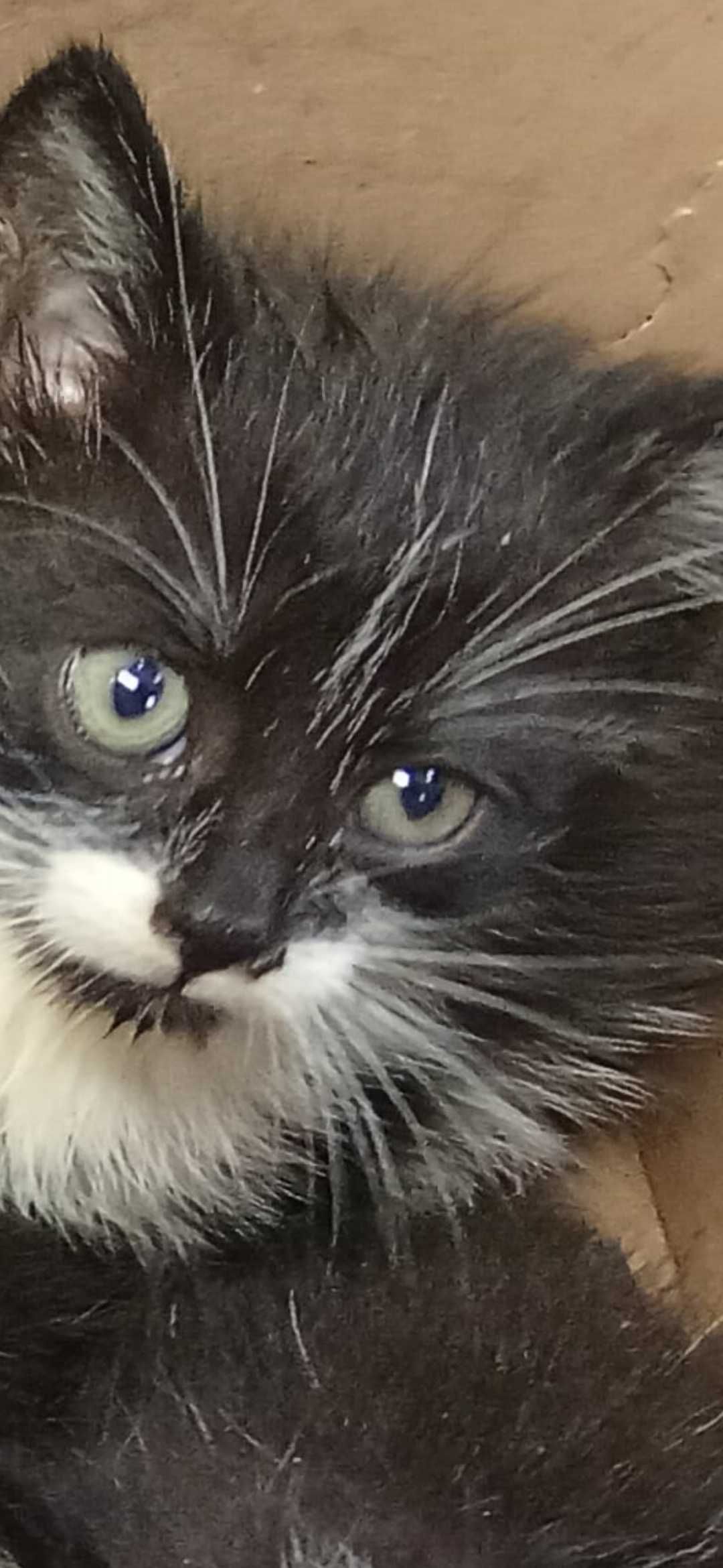 Halo kocie dziecko do adopcji